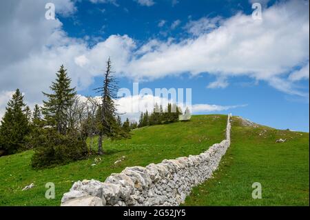 Un tipico muro di pietra a secco vicino a Mont Tendre nel Giura Vaudoise Foto Stock