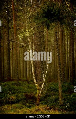 Lonely Betulla Foto Stock