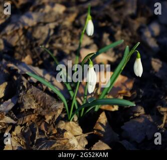 Fiori di Snowdrop o di racchette da neve comuni (Galanthus nivalis). Snowdrop nella foresta nella natura selvaggia in fiore di primavera. Sfondo primavera. Foto Stock