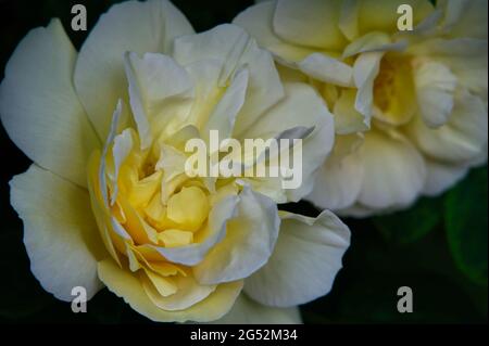 Fiori di Rosa Bianca di York (Rosa alba semiplena; tedesco: Weiße Bauernrose) Foto Stock