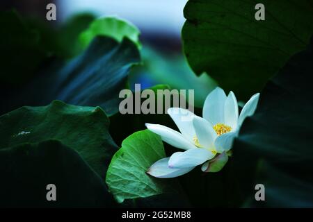 Nanning, Nanning, Cina. 25 Giugno 2021. Il 24 giugno 2021, dozzine di acri di fiori di loto fioriscono in un laghetto di loto nel Villaggio SEPA, nella Citta' di Chengxiang, nel Distretto di Wuming, nella Citta' di Nanning, nella Regione Autonoma di Guangxi Zhuang, bianco, fresco ed elegante. Credit: SIPA Asia/ZUMA Wire/Alamy Live News Foto Stock