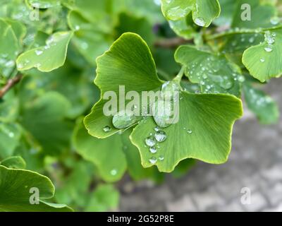 foglie fresche di un ginkgo con gocce d'acqua Foto Stock