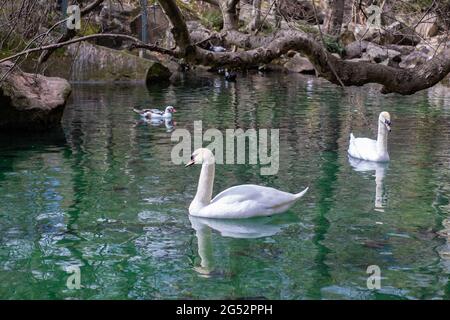 Il bel cigno bianco nuota in un lago smeraldo Foto Stock