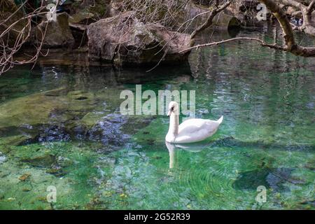 Il bel cigno bianco nuota in un lago smeraldo Foto Stock