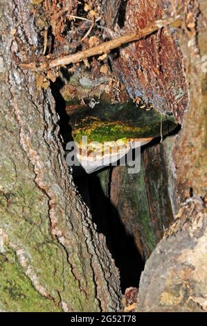 Staffa di quercia Fungus, Pseudoinonotus dryadeus. Foto Stock