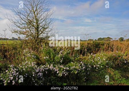 I Daisies di Michaelmas che crescono selvaggi in un vicolo di paese. Foto Stock
