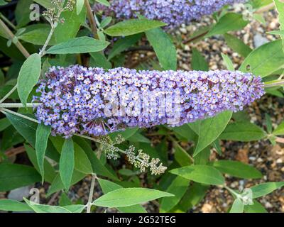 Farfalla cespuglio, Buddleja davidii 'delizia rosa', con fiori lilla in giardino, Paesi Bassi Foto Stock