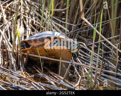 Fiume cooter, Pseudemys concinna, tartaruga d'acqua dolce nella riserva naturale, Paesi Bassi Foto Stock