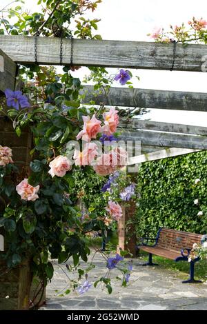 Rose e clematidi estive in fiore al giardino delle rose Southsea, giugno Regno Unito Foto Stock
