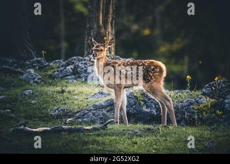 Baby Deer Bambi nella foresta durante l'estate Foto Stock