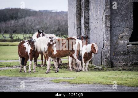 Iconici pony Bodmin al riparo dal vento dietro i resti Di un edificio in disuso sullo storico aeroporto RAF Davidstowe Su Bodmin Moor in Cornw Foto Stock