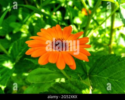 Calendula officinalis, il marigold di pentola, rucole, marigold comune o marigold di Scotch. Sfondo desktop floreale Foto Stock