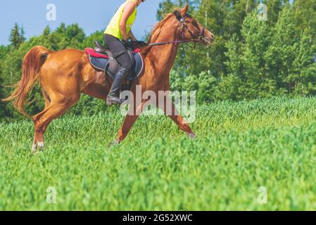 Concorrente rivale ragazza cavallo equitazione in estate campo meadow.Young pilota galoppe attraverso il sole estate day.rivalry concetto. Foto Stock