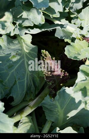 Giovane sparare viola su Crambe maritima / mare kale su spiaggia di ghiaia nel giugno Regno Unito Foto Stock