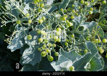 Semi di Crambe maritima / mare kale su spiaggia di ghiaia nel giugno Regno Unito Foto Stock