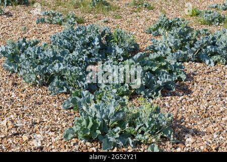 Crambe maritima / mare kale sulla spiaggia di ghiaia nel mese di giugno Regno Unito Foto Stock