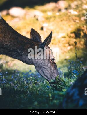 Cervi che pascolano in un campo. Cervi in una primavera in mezzo a un campo pieno di zafferano. Fauna selvatica dei cervi. Cervi nel rivestimento invernale Foto Stock