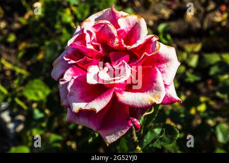 Una rosa bianca rossa. La Rosa Rossa. Una rosa bianca. Una rosa in giardino. Foto Stock