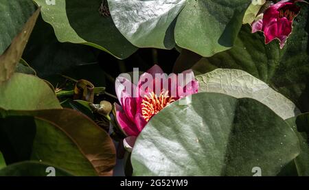Un fiore di giglio d'acqua. Fiore di loto. Lily fiore. Fiore di acqua Foto Stock