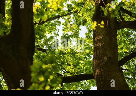 Vista da sotto l'albero ampio verde. Guarda il sole che infrangono il fogliame Foto Stock