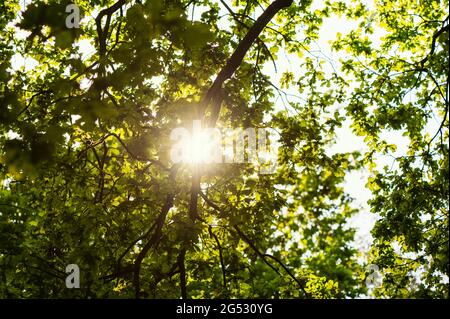 Vista da sotto l'albero ampio verde. Guarda il sole che infrangono il fogliame Foto Stock