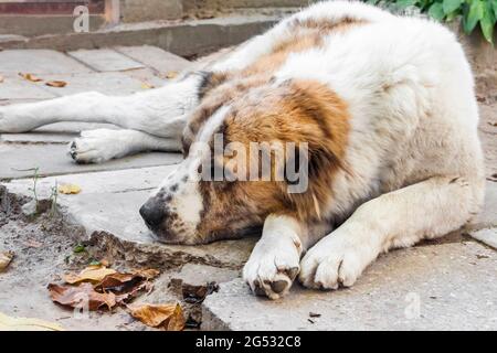 Cane che riposa a terra. Razza Pastore dell'Asia Centrale (Alabai) Foto Stock