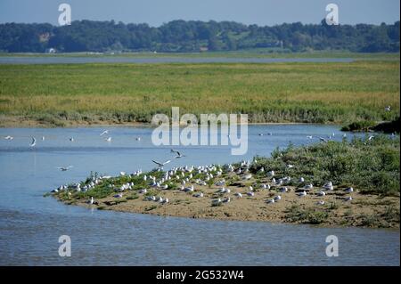 FRANCIA, SOMME (80) COTE D'OPALE E BAIE DE SOMME, UCCELLI DI MARE NELLA ZONA DI LE HOURDEL Foto Stock