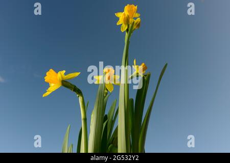 Wild Daffodils agains blue sky- Narcissus- low angle view Foto Stock
