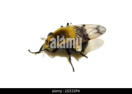 Volucella bombylans Bumblebee plumehorn furry bumblebee-mimicking hoverfly var plumata isolato su sfondo bianco Foto Stock