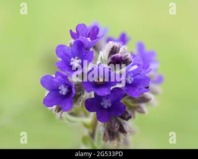 Comune bugloss Anchusa officinalis erba medicinale su sfondo verde Foto Stock