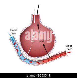 Gli alveoli sono una parte importante del sistema respiratorio la cui funzione è quella di scambiare molecole di ossigeno e anidride carbonica da e verso il sangue Foto Stock