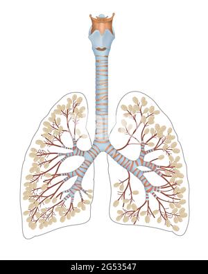 Alveoli nei polmoni. Un alveolo polmonare è una cavità cava a forma di coppa che si trova nel parenchima polmonare dove avviene lo scambio di gas. Foto Stock