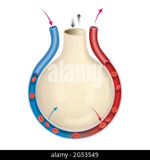 Scambio di gas alveolo. Diagramma dell'alveolo nei polmoni che mostra lo scambio gassoso Foto Stock