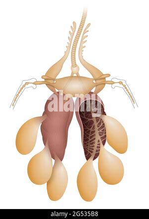 Illustrazione del sistema respiratorio degli uccelli e dello scambio di gas Foto Stock
