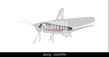 Diagramma del sistema respiratorio Grasshopper. Il processo di respirazione in insetti Foto Stock