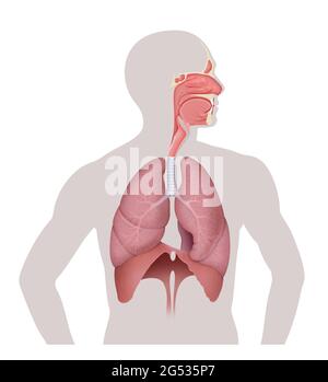 Sistema respiratorio umano. Polmone e diaframma Foto Stock