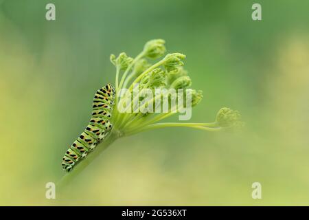 Caterpillar su impianto alimentare, ritratto di Old World Swallowtail (Papilio Machaon) Foto Stock