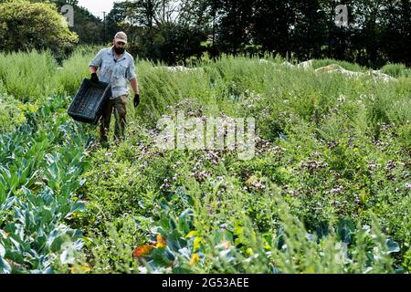 Agricoltore che cammina in un campo, trasportando cassa di plastica nera. Foto Stock