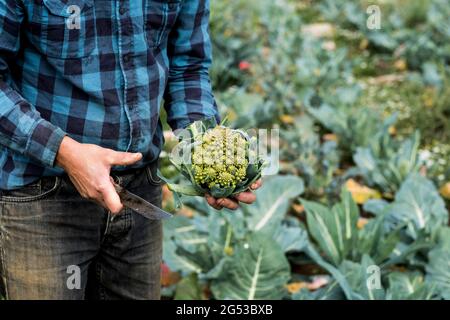 Primo piano di contadino in piedi in un campo, che tiene fresco raccolto Romanesco cavolfiore. Foto Stock
