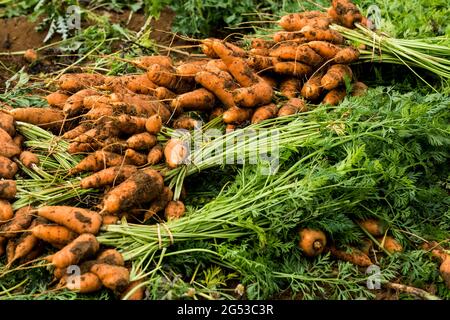 Primo piano di mazzi di carote appena raccolte. Foto Stock