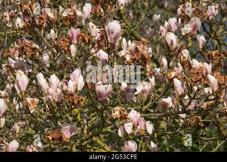 Grave danno da freddo, bruciare ai fiori cinesi o al piattino magnolia (Magnolia x soulangeana) dopo un tardi gelo, Berkshire, aprile Foto Stock