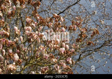 Grave danno da freddo, bruciare ai fiori cinesi o al piattino magnolia (Magnolia x soulangeana) dopo un tardi gelo, Berkshire, aprile Foto Stock