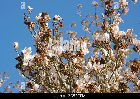 Grave danno da freddo, bruciare ai fiori cinesi o al piattino magnolia (Magnolia x soulangeana) dopo un tardi gelo, Berkshire, aprile Foto Stock