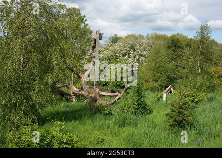 Piccolo bosco giovane e ruvido giardino con alberi in primavera, erba lunga, bluebells e un mucchio di legno e un habitat di rifugio alberi caduti, Berkshire, maggio Foto Stock