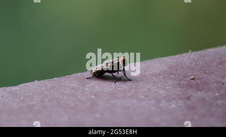 Primo piano di una House Fly sul pavimento Foto Stock