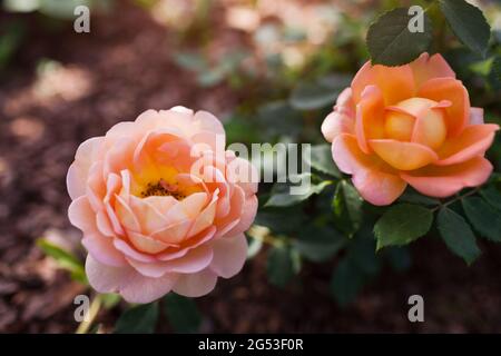 Salmone d'arancia rosa Signora di Shalott fiorire in giardino d'estate. English David Austin selezione rose fiori in fiore Foto Stock