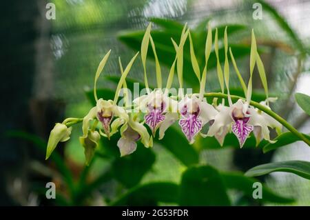 Dendrobium stratiotes orchidea nel vivaio. Foto Stock