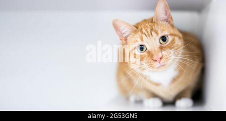 Un gatto arancione tabby shorthair accovacciato e guardando la telecamera con un'inclinazione della testa Foto Stock