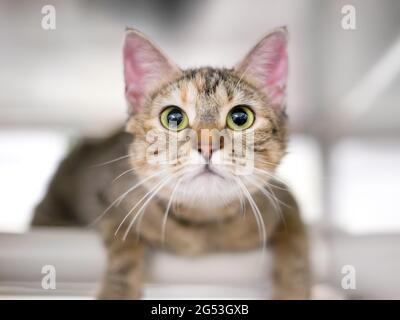 Un simpatico tabby shorthair kitten che guarda la macchina fotografica con alunni dilatati Foto Stock