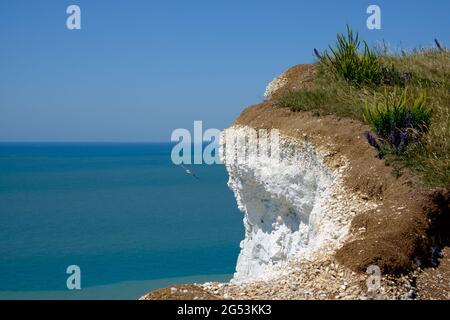 Idea di staycation. Scogliera di gesso bianco di Birling Gap sul canale inglese con erbe in cima e un gabbiano che vola. East Sussex, Inghilterra, Regno Unito Foto Stock